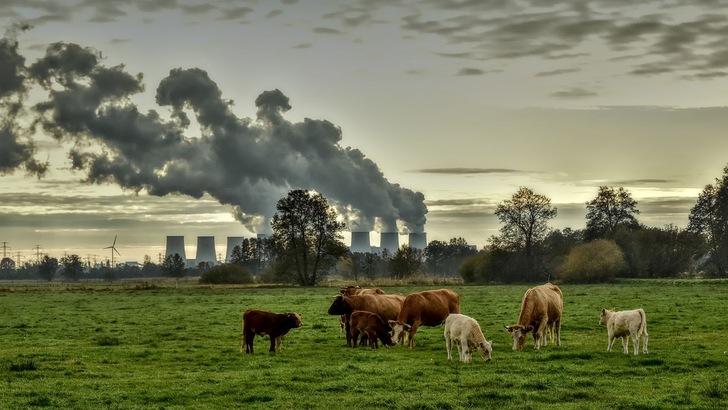Grasende Kühe auf grüner Wiese vor Industrieskyline im Hintergrund