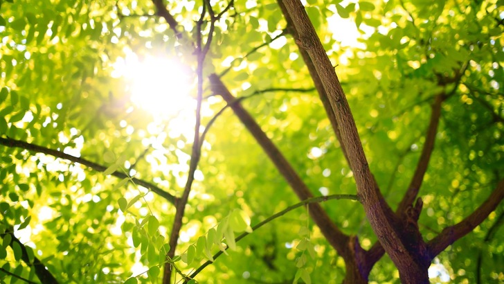 Blick in die Sonne durch Blätterwerk eines Baumes - © D. Jameson Rage Unsplash