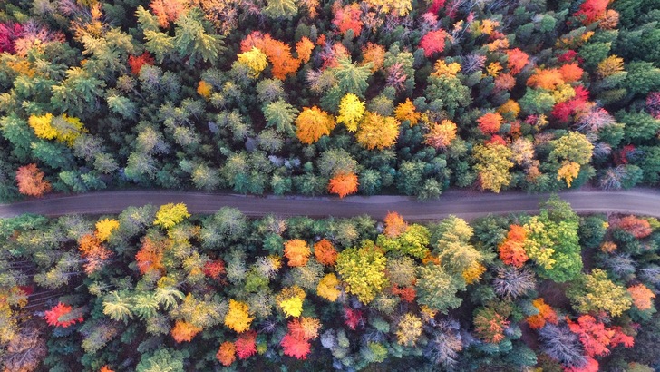 Aufnahme einer Drohne mit Blick auf eine bewaldete Straße - © Aaron Burden, Unsplash