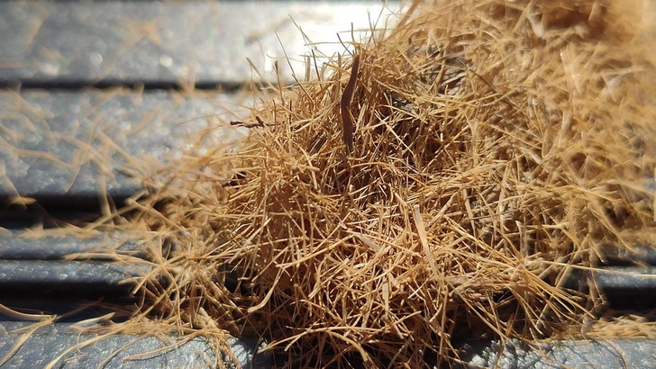 Nahaufnahme des nachwachsenden Rohstoffes Seegras bestehend aus trockenem, strohigem Gras, der auf einer strukturierten, metallischen Oberfläche liegt.