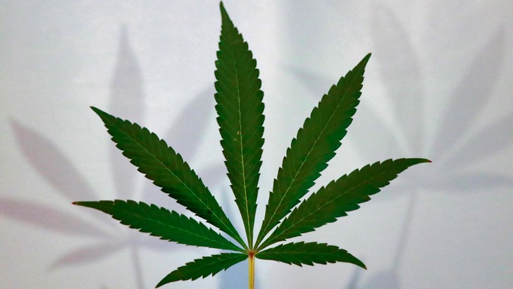 Seit Juni 2024 ist das Cannabis-Gesetz in Kraft getreten und der Erwerb, Anbau und Konsum von Cannabis unter bestimmten Voraussetzungen straffrei. Die Legalisierung wirft im Arbeitskontext viele Fragen auf.