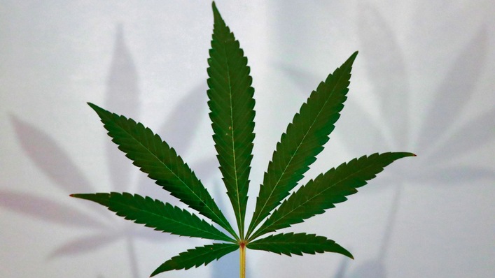 Seit Juni 2024 ist das Cannabis-Gesetz in Kraft getreten und der Erwerb, Anbau und Konsum von Cannabis unter bestimmten Voraussetzungen straffrei. Die Legalisierung wirft im Arbeitskontext viele Fragen auf.